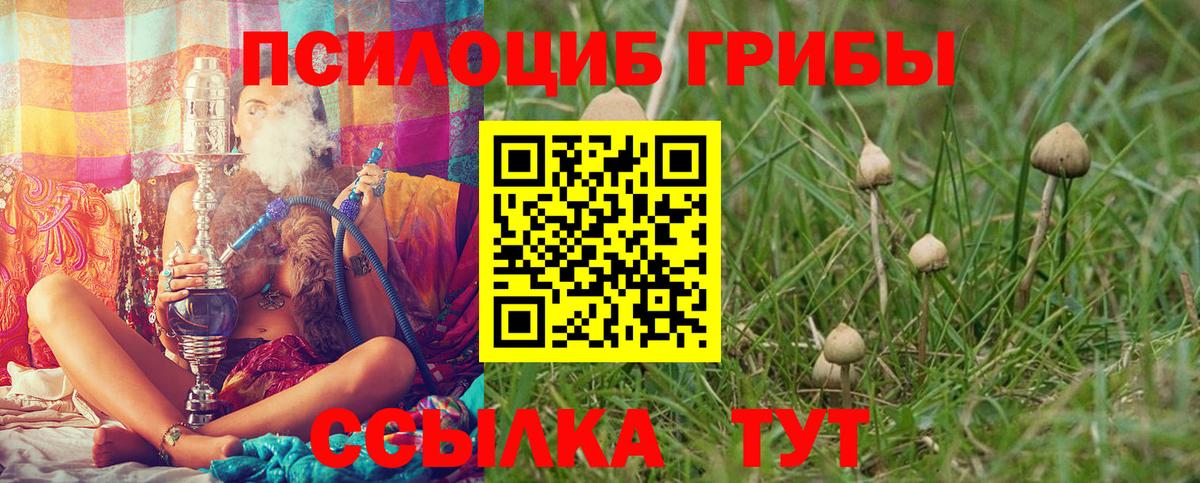 Шарыпово  Псилоцибиновые грибы Psilocybe  Вход с VPN 